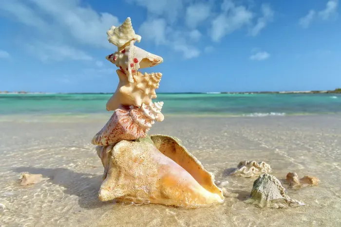 Framed Print : Pile of sea shells