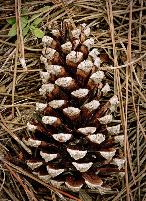 Framed Print : Pine cone Framed Print : Pine cone