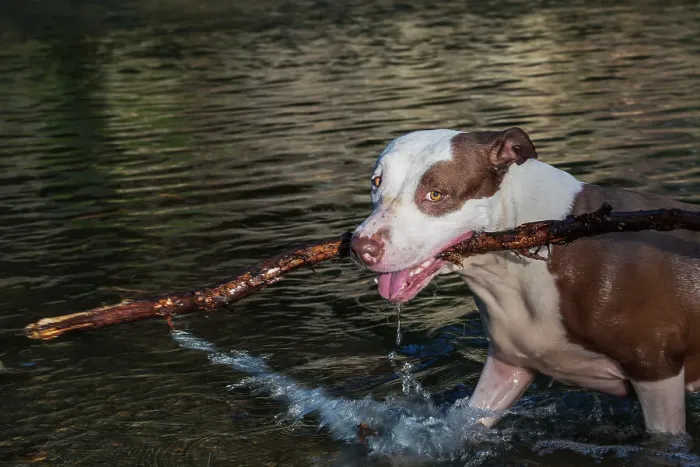Framed Print : Pit-bull Dog Playing with stick