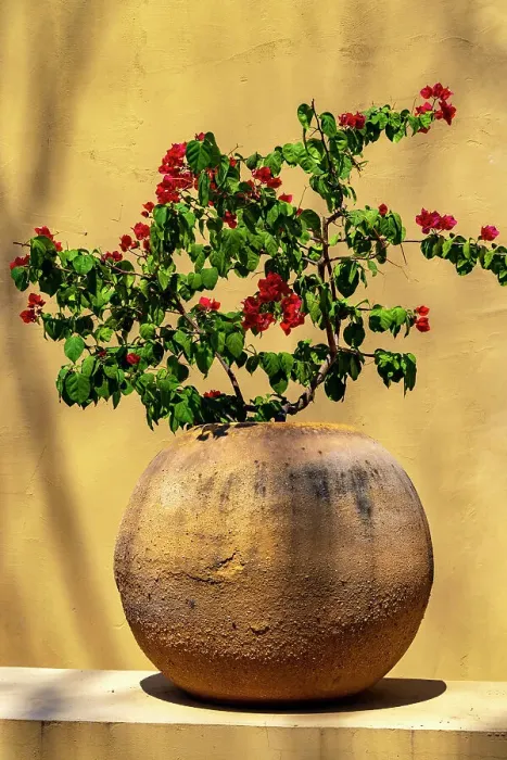 Framed Print : Planter with azalea plant Framed Print : Planter with azalea plant