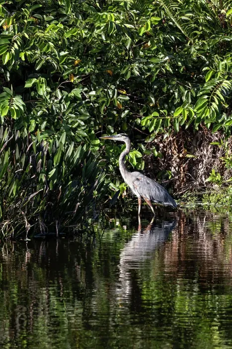Framed Print : Portrait of the Great Blue Heron Framed Print : Portrait of the Great Blue Heron