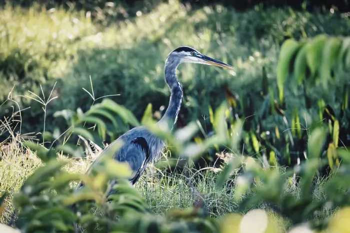 Framed Print : Portrait of Great Blue Heron in its natural habitat Framed Print : Portrait of Great Blue Heron in its natural habitat