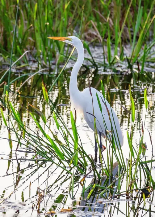 Framed Print : Portrait of Great Egret Framed Print : Portrait of Great Egret