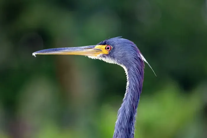 Framed Print : Portrait of the Tricolored Heron Framed Print : Portrait of the Tricolored Heron