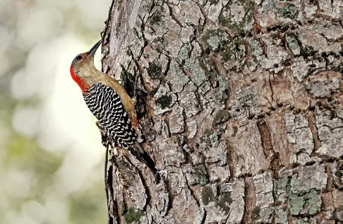 Framed Print : Red-bellied Woodpecker Framed Print : Red-bellied Woodpecker