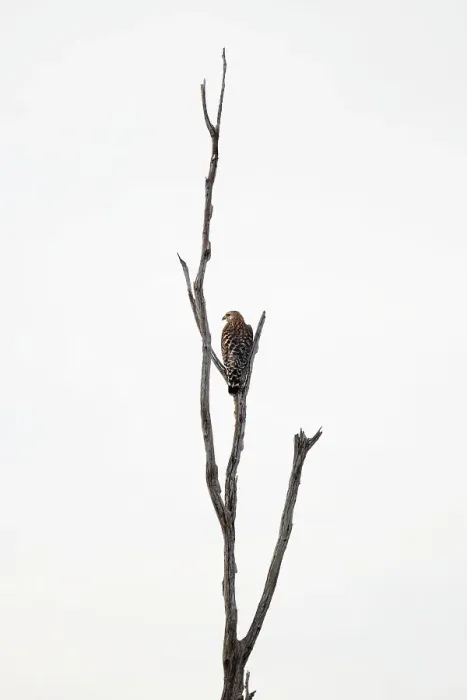 Framed Print : Red-Shouldered Hawk perched on a bare branch Framed Print : Red-Shouldered Hawk perched on a bare branch