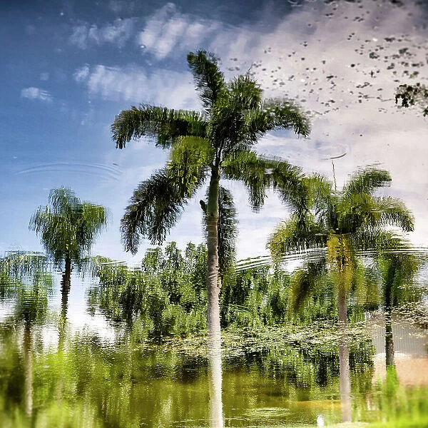 Reflection of palm trees over water