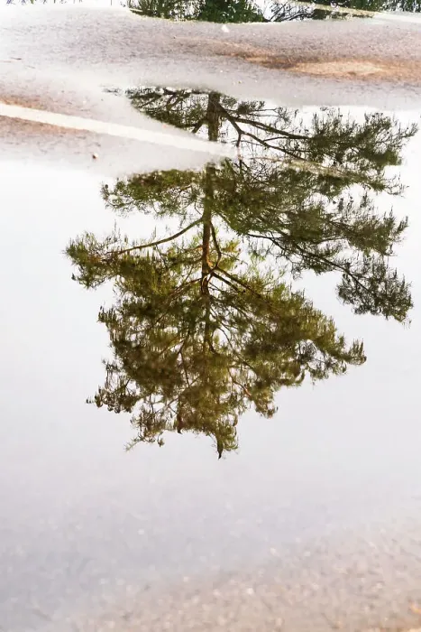 Framed Print : Reflection of tree on puddle in a parking lot