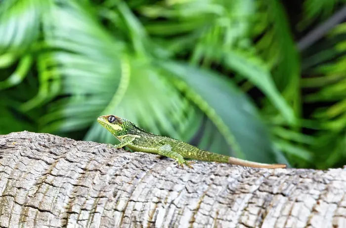 Framed Print : Reptile on tree