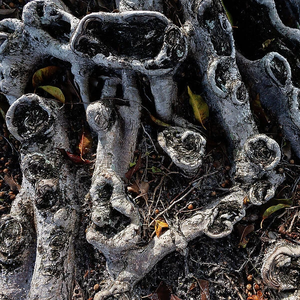 Roots on a banyan tree