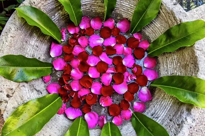 Framed Print : Rose petals and Green Leaves Zen like arrangement Framed Print : Rose petals and Green Leaves Zen like arrangement