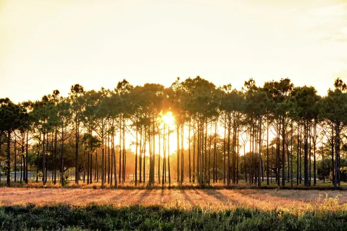 Framed Print : Row of trees at sunset