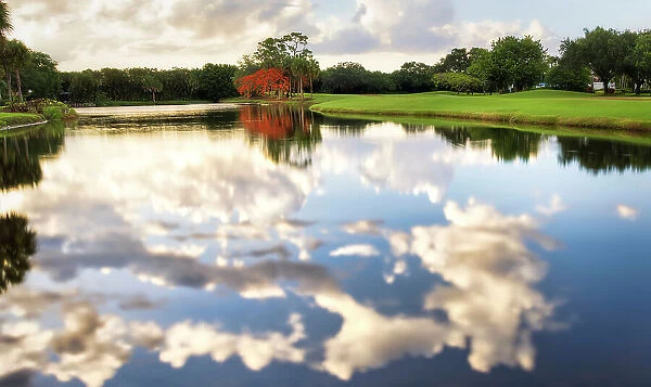 Royal Poinciana tree over lake with reflected clouds