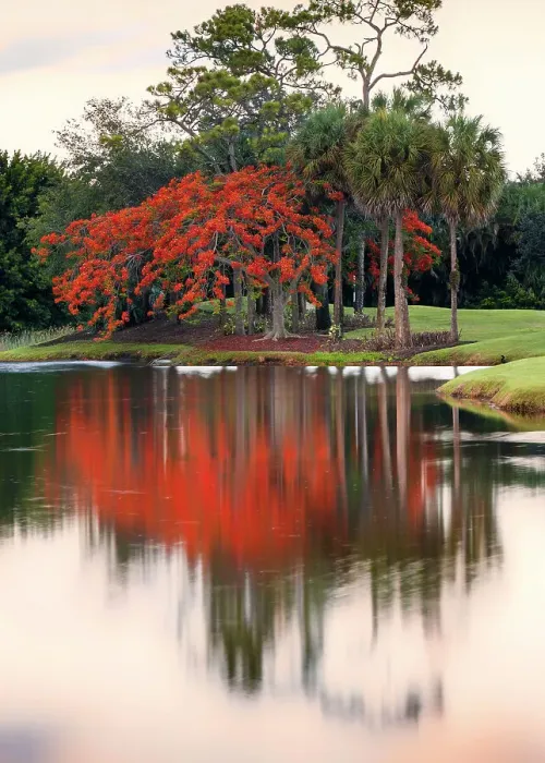 Framed Print : Royal Poinciana tree reflecting over lake Framed Print : Royal Poinciana tree reflecting over lake