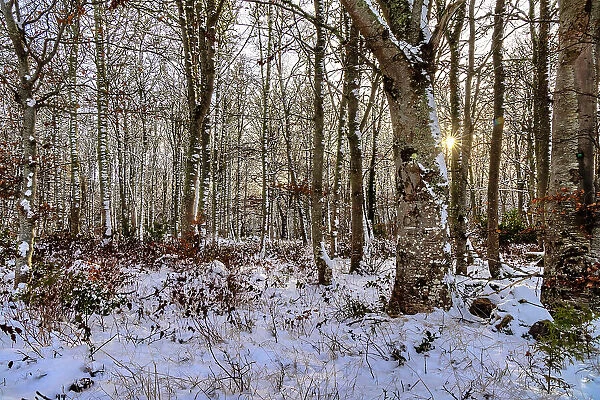 Scotland, Highland, Sutherland, woods in winter