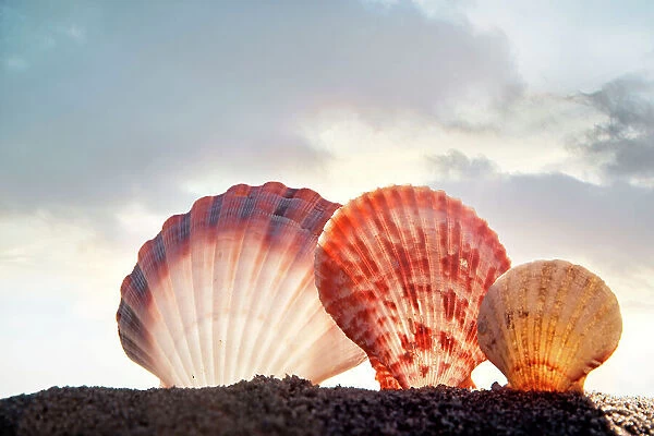 Seashells arranged on beach