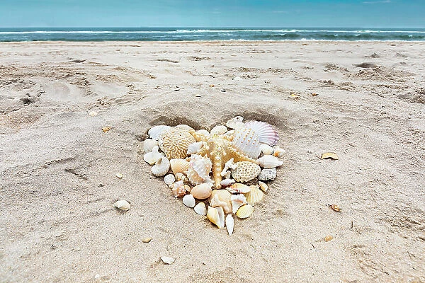 Seashells arranged in heart shape on beach