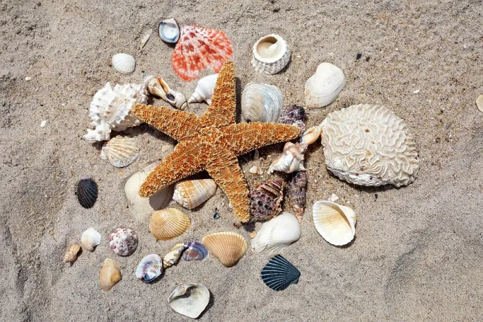 Framed Print : Seashells, Starfish, and shells arranged on beach