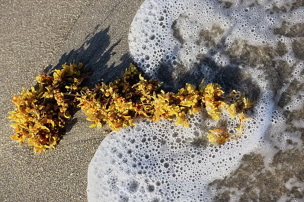 Seaweed and foam from ocean