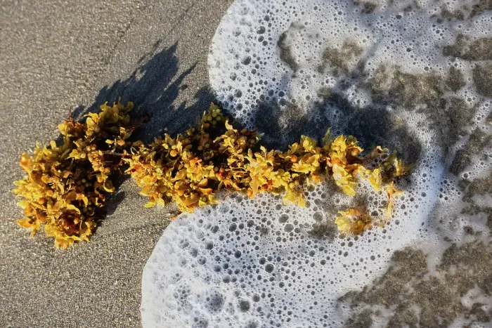 Framed Print : Seaweed and foam from ocean Framed Print : Seaweed and foam from ocean
