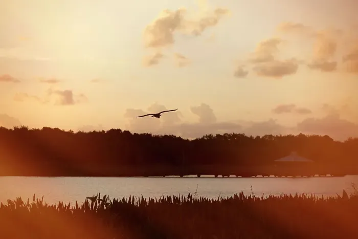 Framed Print : Serene view of bird flying over lake Framed Print : Serene view of bird flying over lake