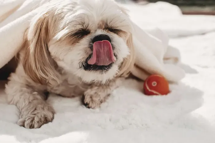 Framed Print : Shih Tzu dog licking its lips Framed Print : Shih Tzu dog licking its lips