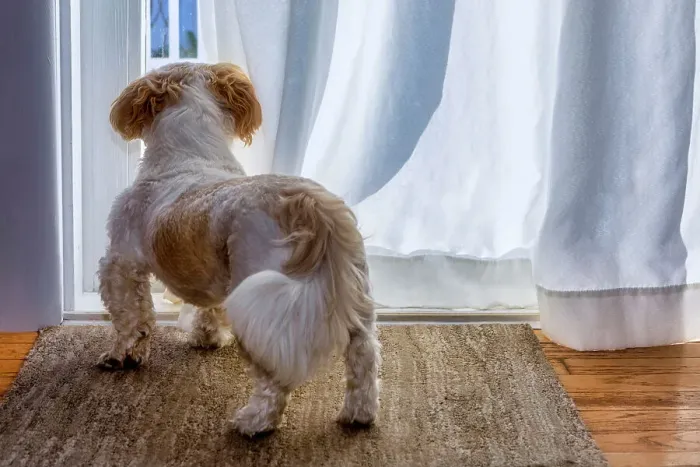 Framed Print : Shih Tzu looking out through curtain