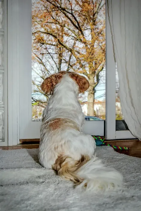 Framed Print : Shih Tzu looking out the window Framed Print : Shih Tzu looking out the window