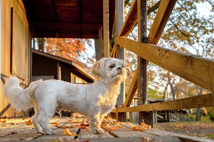 Framed Print : Shih Tzu outdoors in fall Framed Print : Shih Tzu outdoors in fall