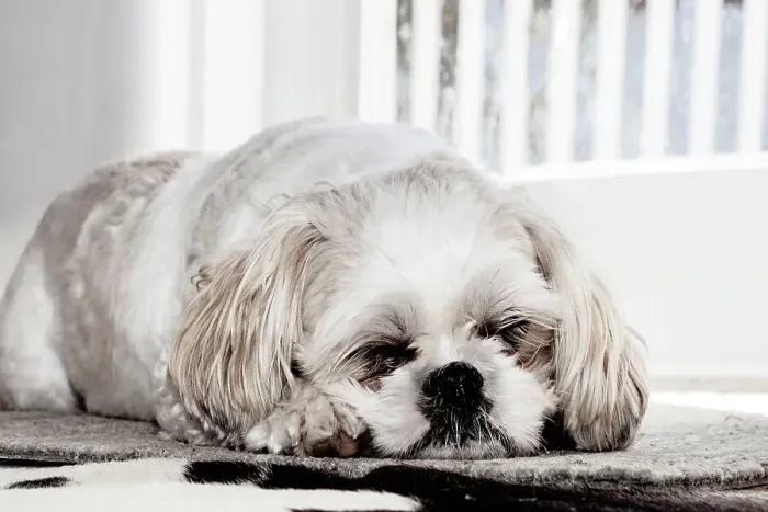 Framed Print : Shih Tzu sleeping Framed Print : Shih Tzu sleeping