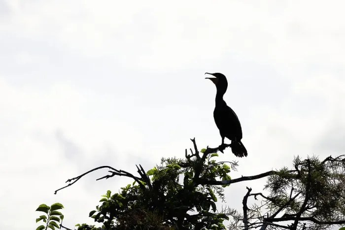 Framed Print : Silhouette of a double-crested Cormorant, Nannopterum auritum Framed Print : Silhouette of a double-crested Cormorant, Nannopterum auritum