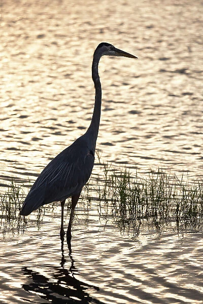 Silhouette of Great Blue Heron