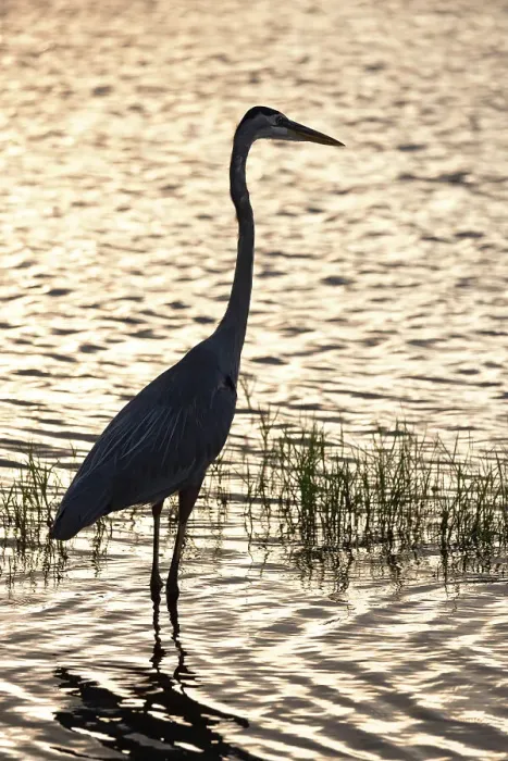 Framed Print : Silhouette of Great Blue Heron Framed Print : Silhouette of Great Blue Heron