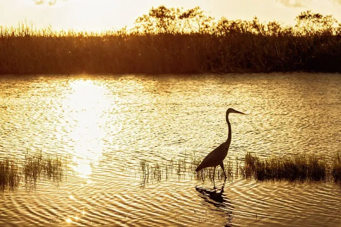 Framed Print : Silhouette of Great Blue Heron Framed Print : Silhouette of Great Blue Heron