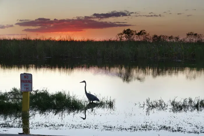 Framed Print : Silhouette of Great Blue Heron at the Everglades Framed Print : Silhouette of Great Blue Heron at the Everglades