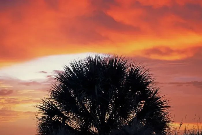 Framed Print : Silhouette of palm tree against dramatic sky Framed Print : Silhouette of palm tree against dramatic sky