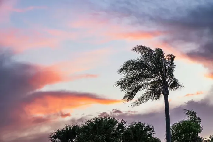Framed Print : Silhouette of palm tree swaying at sunset Framed Print : Silhouette of palm tree swaying at sunset