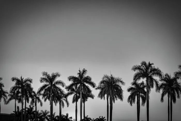Framed Print : Silhouette of palm trees at sunset Framed Print : Silhouette of palm trees at sunset