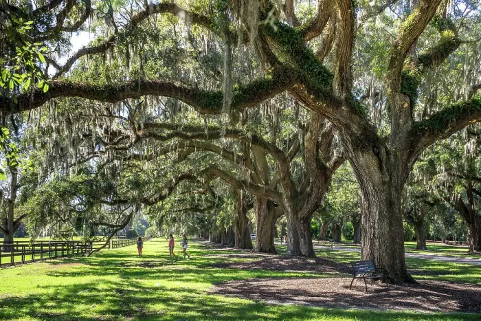 Framed Print : South Carolina, Charleston, Boone Hall Plantation, countryside Framed Print : South Carolina, Charleston, Boone Hall Plantation, countryside