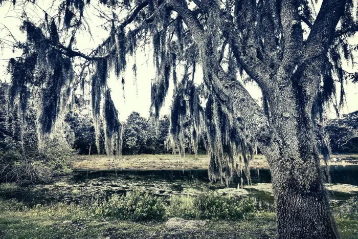 Framed Print : Spanish moss hanging on oak tree near lake Framed Print : Spanish moss hanging on oak tree near lake
