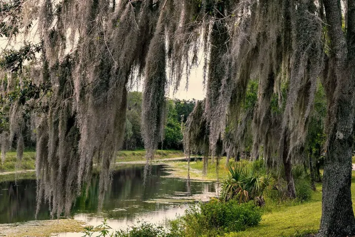 Framed Print : Spanish moss tree by lake