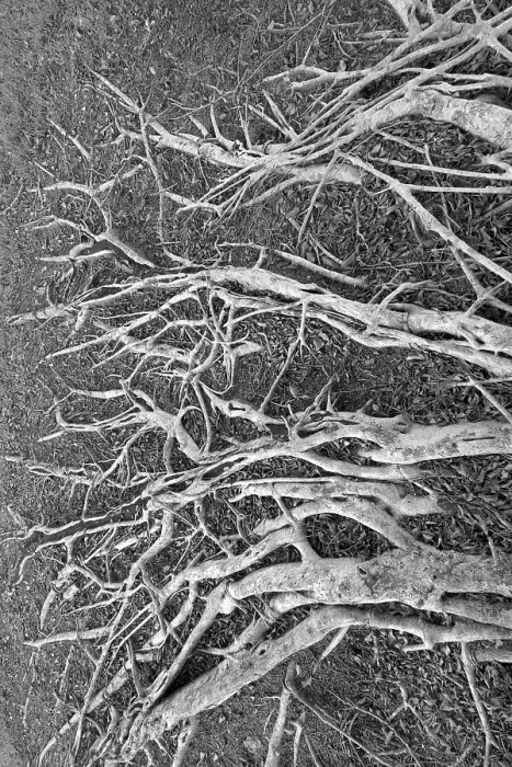 Framed Print : Sprawling roots on a banyan tree Framed Print : Sprawling roots on a banyan tree