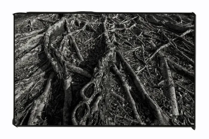 Framed Print : Sprawling roots on a banyan tree