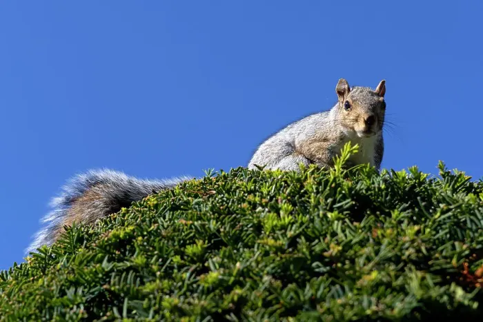 Framed Print : Squirrel