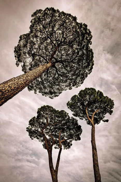Framed Print : Stone pines of Rome, Pinus Pinea Framed Print : Stone pines of Rome, Pinus Pinea