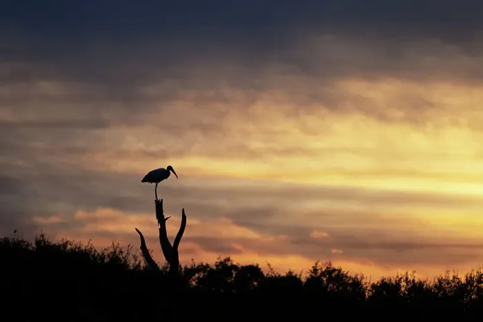 Framed Print : Stork on top of wooden stump Framed Print : Stork on top of wooden stump