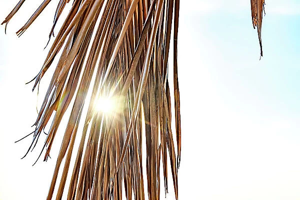 Sun peaking through palm tree leaf
