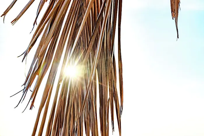 Framed Print : Sun peaking through palm tree leaf