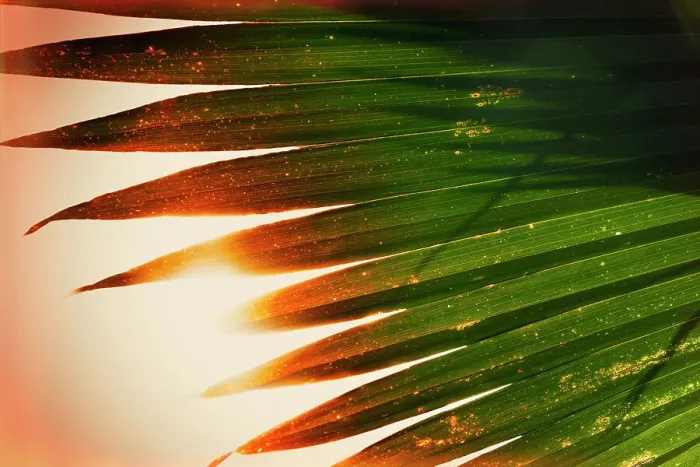 Framed Print : Sun shining through palm fronds