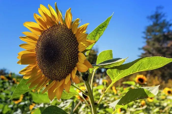 Framed Print : Sunflower Framed Print : Sunflower